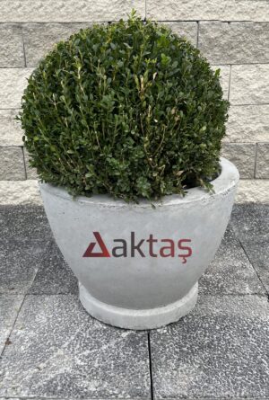 60x60x44 cm boyutlarında, üzerinde Aktaş logosu bulunan gri renkli beton yuvarlak saksı. İçinde yeşil top bitki. Dış mekan kullanımı için ideal.