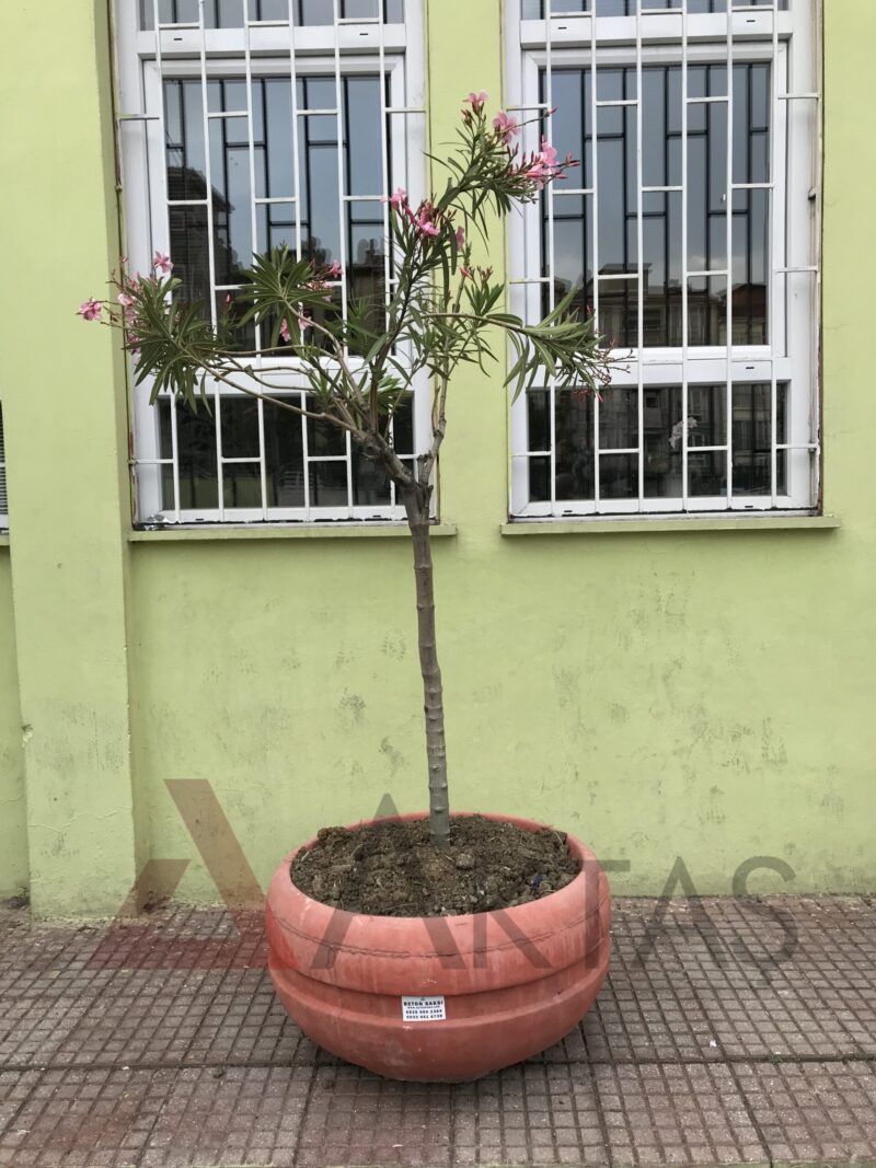 80x80x40 cm boyutlarında, üzerinde Aktaş logosu ve bir etiket bulunan canlı kırmızı renkte yuvarlak beton saksı. İçinde pembe çiçekli bir ağaç ile dış mekanda kullanılmış hali.