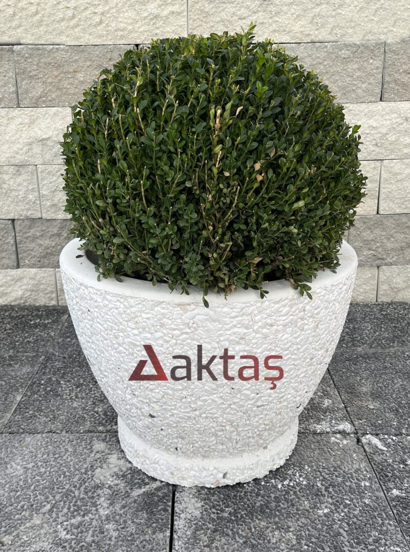 60x60x44 cm boyutlarında, üzerinde Aktaş logosu bulunan beyaz dolomit dokulu yuvarlak saksı. İçinde yeşil top bitki. Dış mekan kullanımına uygun.