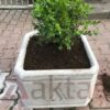 Kare-Beton-Saksi-Gri-50x50x40-Aktaş 50x50x40 cm boyutlarında, üzerinde Aktaş logosu bulunan doğal gri renkte kare beton saksı. İçinde yeşil yapraklı bir bitki ile dış mekanda kullanılmış hali.