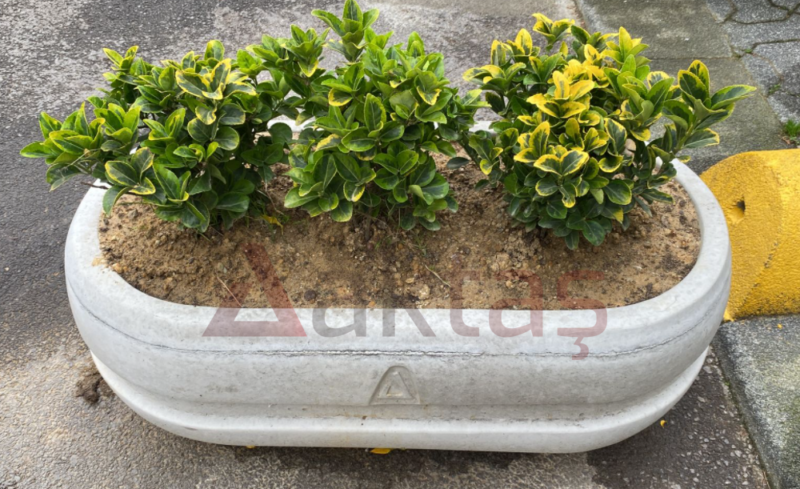 100x50x40 cm boyutlarında, üzerinde Aktaş logosu bulunan doğal gri renkli oval beton saksı. İçinde sarı-yeşil yapraklı bitkilerle dolu, dış mekanda (sokakta) kullanılmış hali.