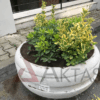 80x80x40 cm boyutlarında, üzerinde Aktaş logosu ve bir etiket bulunan doğal gri renkte yuvarlak beton saksı. İçinde sarı-yeşil yapraklı bitkilerle dolu, dış mekanda (sokakta) kullanılmış hali.