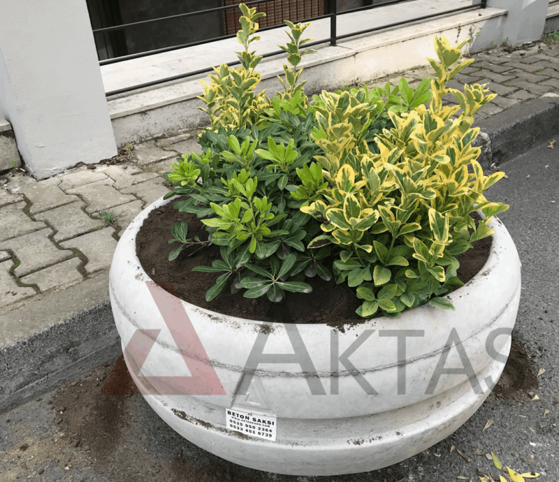 80x80x40 cm boyutlarında, üzerinde Aktaş logosu ve bir etiket bulunan doğal gri renkte yuvarlak beton saksı. İçinde sarı-yeşil yapraklı bitkilerle dolu, dış mekanda (sokakta) kullanılmış hali.
